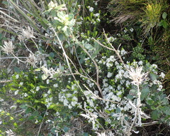 Agathosma cerefolium