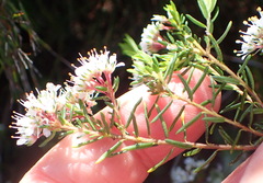 Agathosma cerefolium