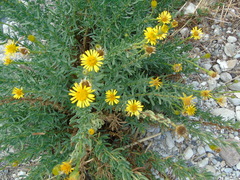 Limbarda crithmoides longifolia