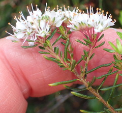 Agathosma cerefolium