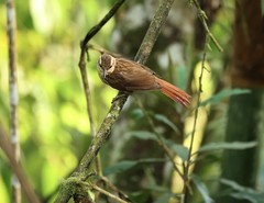 Cichlocolaptes leucophrus