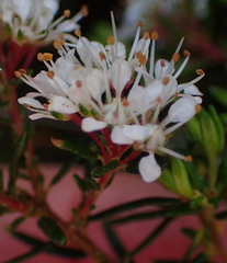 Agathosma cerefolium