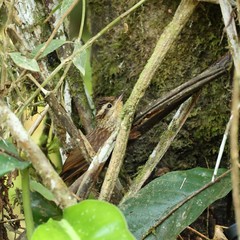 Cichlocolaptes leucophrus
