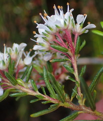 Agathosma cerefolium