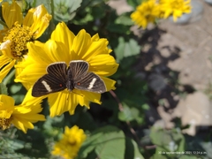 Melanis leucophlegma