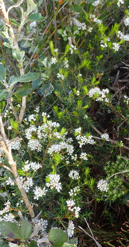 Image of Agathosma cerefolia by (c) Nicola van Berkel, some rights reserved (CC BY-SA)