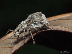 Episomus chinensis
