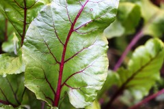 Beta vulgaris vulgaris