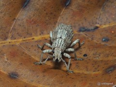 Episomus chinensis