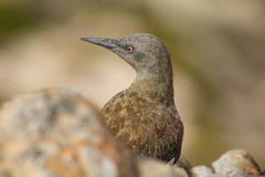 Geocolaptes olivaceus