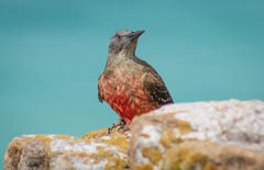 Geocolaptes olivaceus