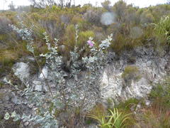 Podalyria hirsuta