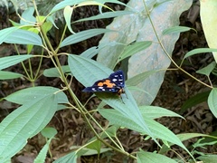 Exsula dentatrix albomaculata