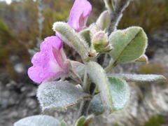 Podalyria hirsuta
