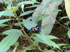 Exsula dentatrix albomaculata