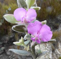 Podalyria hirsuta