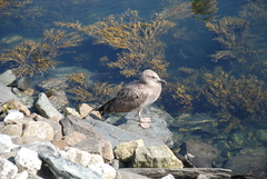 Larus argentatus