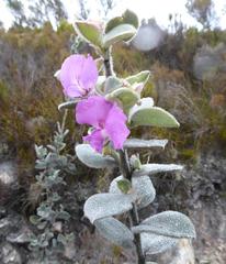 Podalyria hirsuta