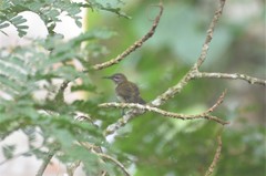 Cyanomitra cyanolaema