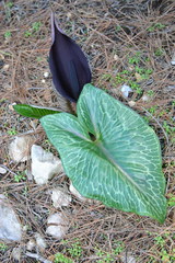 Arum pictum