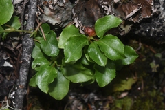 Orthilia secunda