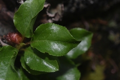Orthilia secunda