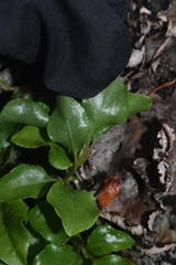 Orthilia secunda