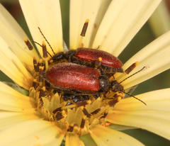 Iselma pallidipennis