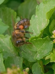 Apis mellifera