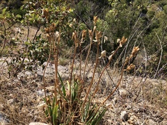 Iris pallida illyrica