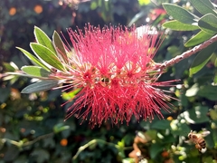 Melaleuca citrina