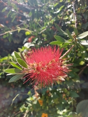 Melaleuca citrina