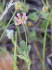 Trifolium bifidum