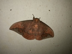 Eacles imperialis nobilis