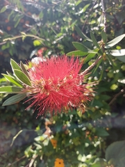 Melaleuca citrina