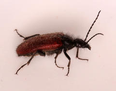 Iselma pallidipennis