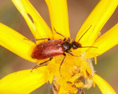 Iselma pallidipennis