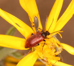 Iselma pallidipennis