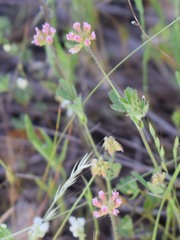 Trifolium bifidum