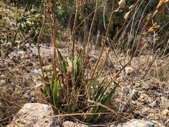 Iris pallida illyrica