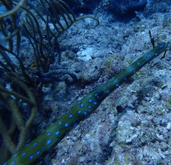 Fistularia tabacaria