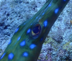 Fistularia tabacaria