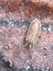 Porcellio scaber