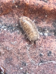 Porcellio scaber
