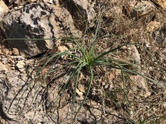 Anthericum