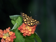 Odina hieroglyphica