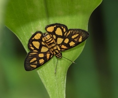 Odina hieroglyphica