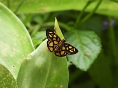 Odina hieroglyphica