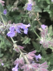 Bombus