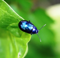 Chrysolina coerulans